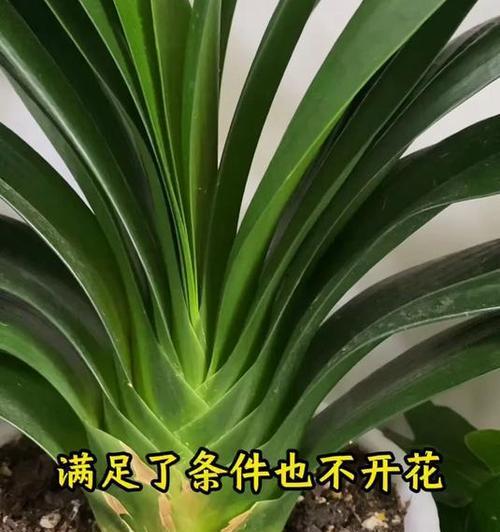 君子兰烂箭渗水怎么处理？有效的方法有哪些？