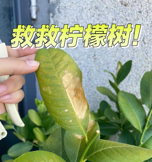 柠檬树叶子发黄的原因及解决方法有哪些？