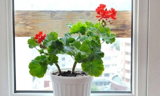 如何养护可爱的微辣天竺葵？