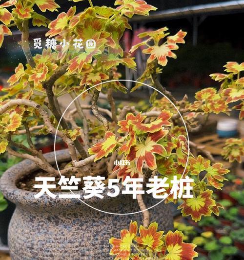 蝴蝶天竺葵老桩的养护技巧是什么？