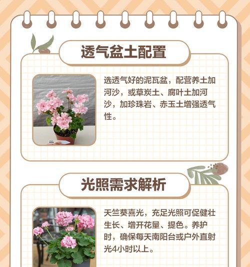 蝴蝶天竺葵老桩的养护技巧是什么？