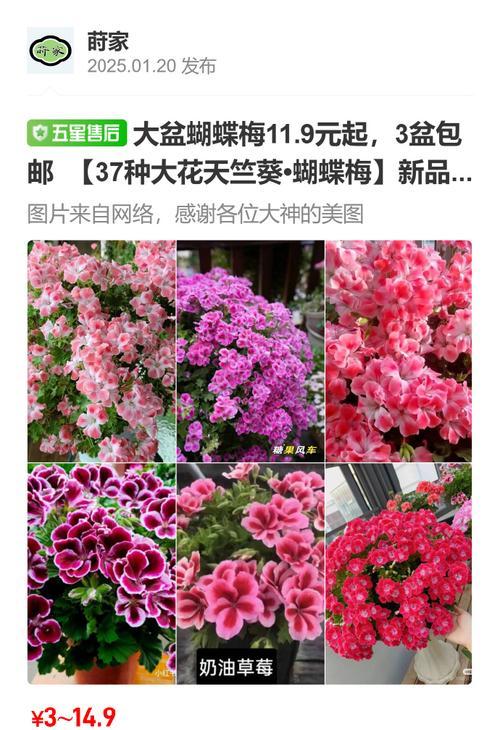 蝴蝶天竺葵老桩的养护技巧是什么？