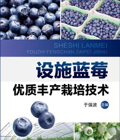 蓝莓栽培的关键技术要点有哪些？