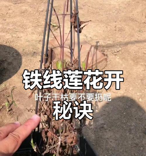 铁线莲耐干旱品种的养护方法是什么？