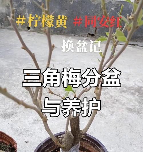 室内三角梅的养护方法有哪些？