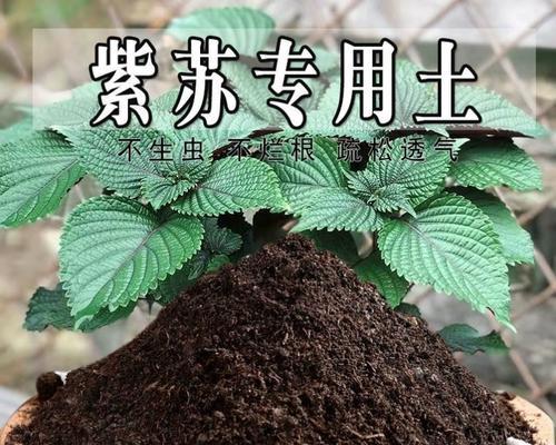 紫苏营养土如何自制肥料？有哪些步骤和技巧？