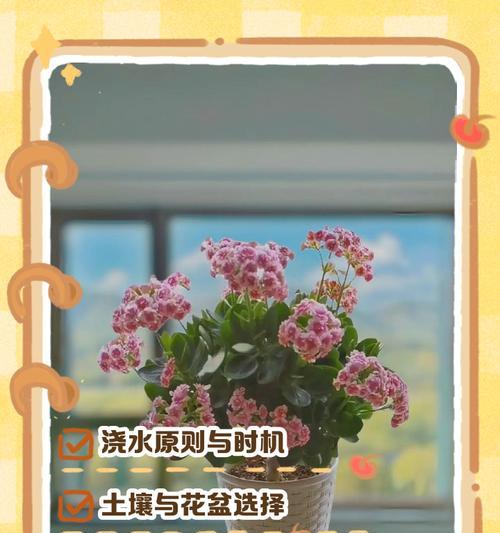 紫乐扦插后浇水需要注意什么？