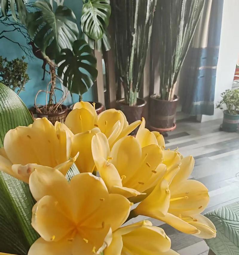 君子兰红茎开花的含义是什么？
