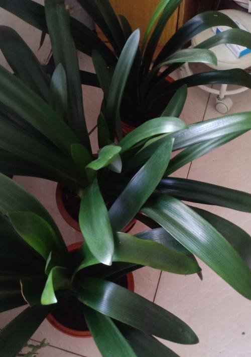君子兰红茎开花的含义是什么？