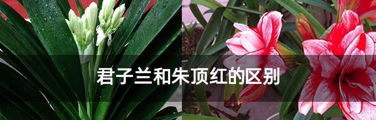 君子兰红茎开花的含义是什么？