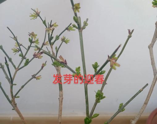 君子兰全株遮阴的处理方法是什么？如何确保光照适宜？