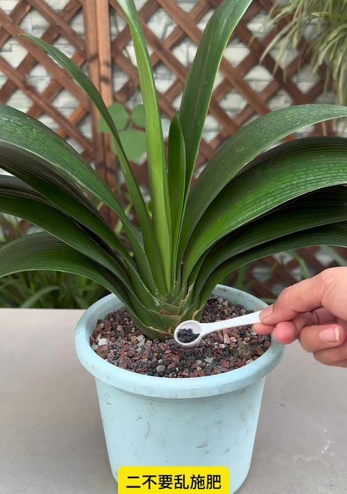 组装君子兰果实的种植方法是什么？需要注意什么？