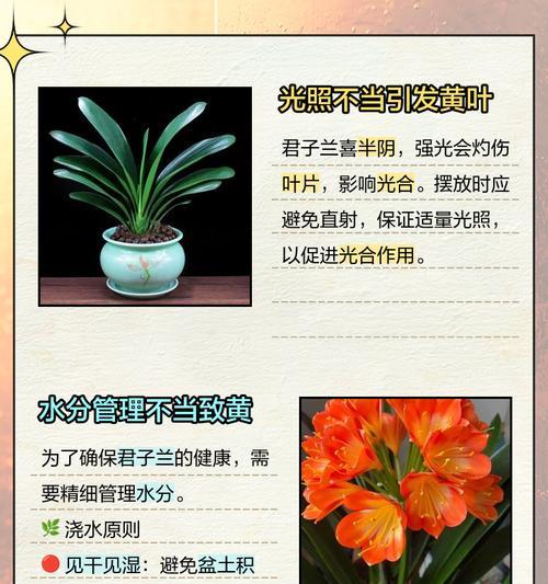 君子兰叶片不直怎么办？