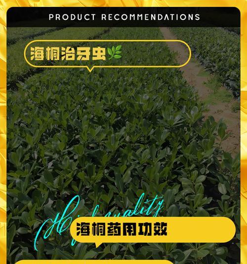 海桐插枝栽培技术要点？如何成功进行海桐插枝？