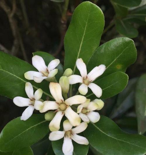 海桐插枝栽培技术要点？如何成功进行海桐插枝？