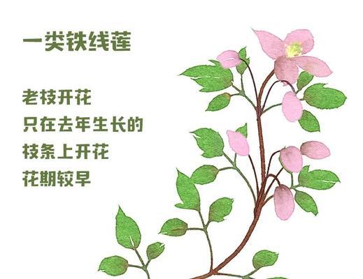 铁线莲配子扦插方法是什么？