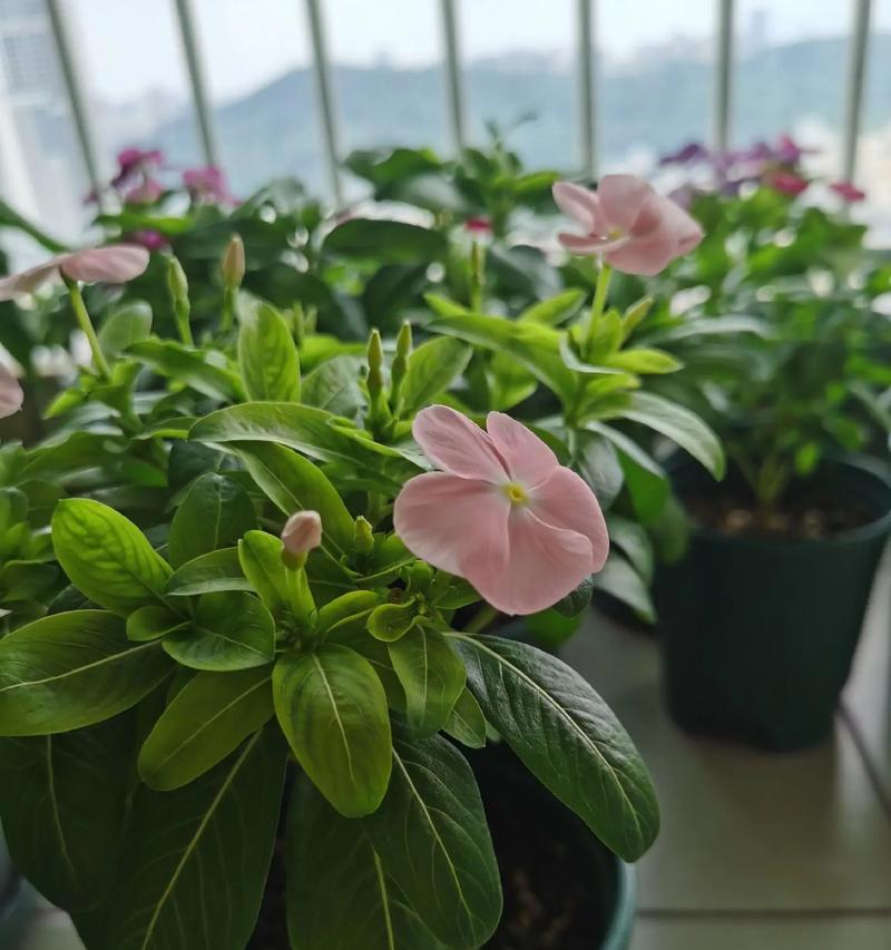 播种后长出的花叫什么名字？
