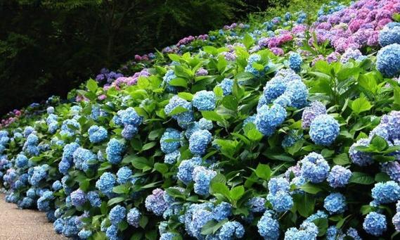 播种后长出的花叫什么名字？