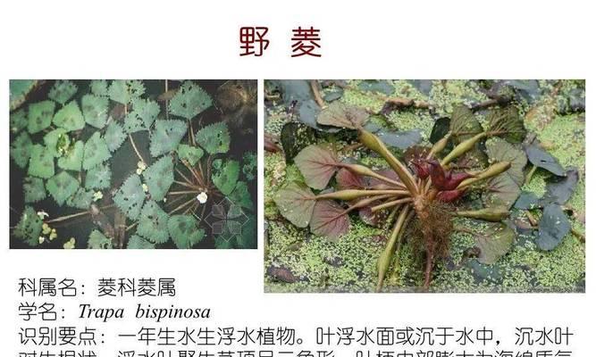 自然的水生植物有哪些？常见的水生植物种类和特点是什么？