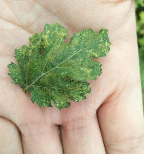 菊花叶子发黄绿色是什么原因导致的？