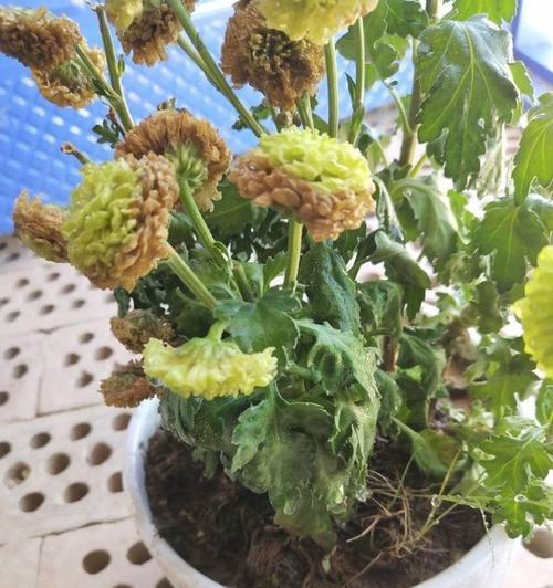 菊花叶子发黄绿色是什么原因导致的？