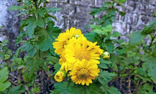菊花叶子发黄绿色是什么原因导致的？