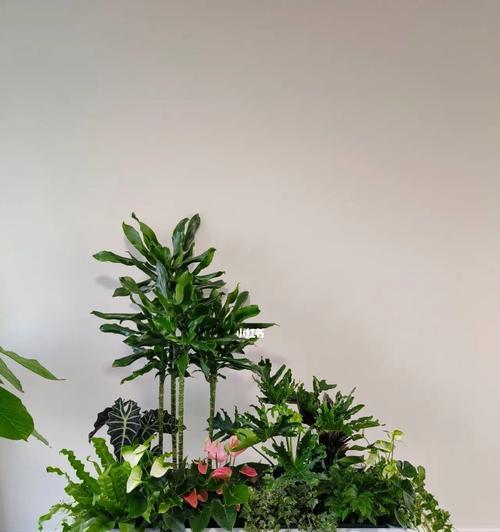 阳台花箱适合种植哪些植物？如何选择合适的花卉？