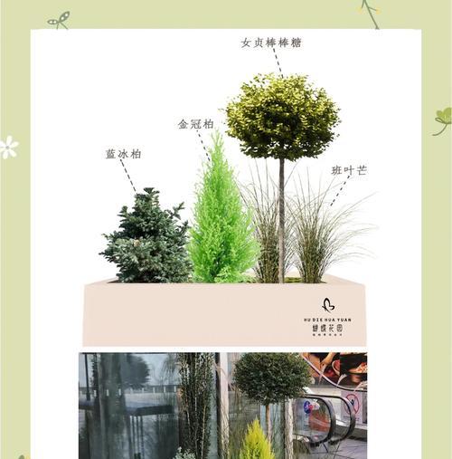 阳台花箱适合种植哪些植物？如何选择合适的花卉？