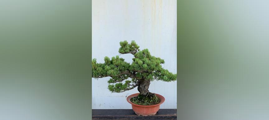 大阪松原生植物缺失的原因是什么？