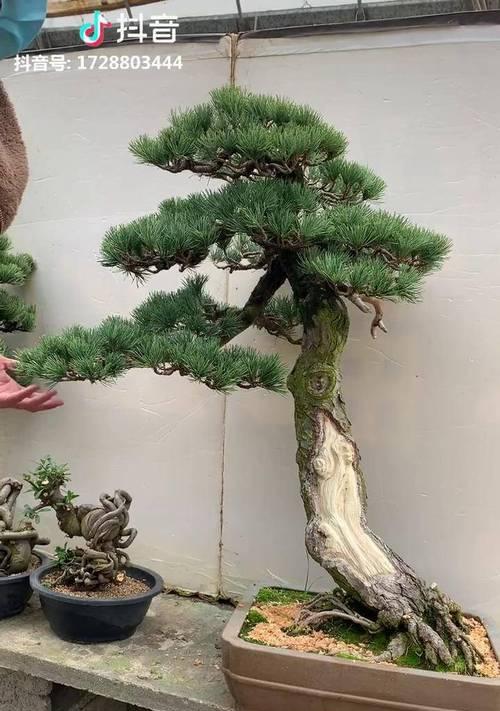 大阪松原生植物缺失的原因是什么？