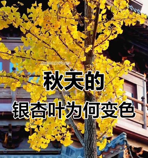 5月银杏叶子发黄的解决方法是什么？