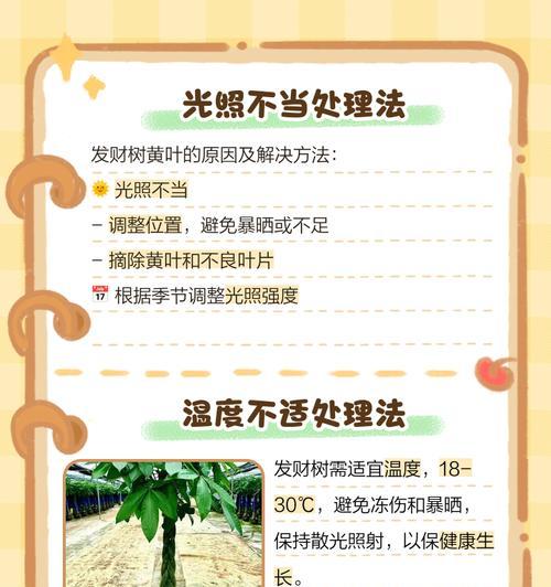 5月银杏叶子发黄的解决方法是什么？