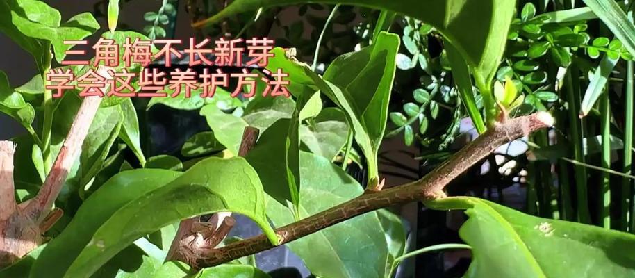 三角梅的正确养护方法有哪些？