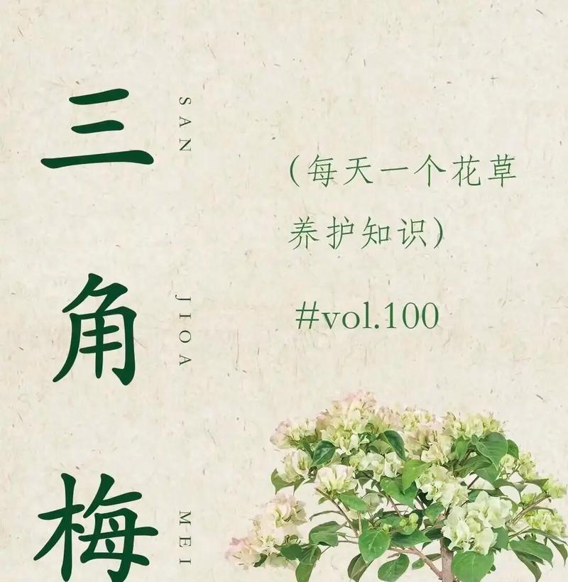 三角梅的正确养护方法有哪些？