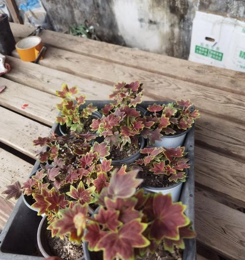 天竺葵迷你世界的种植方法是什么？