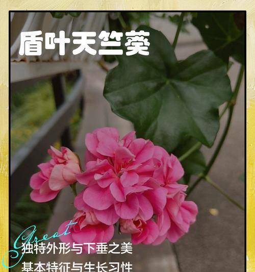 天竺葵迷你世界的种植方法是什么？