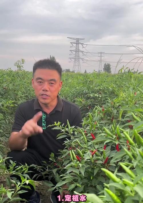 干用辣椒高产栽培技术有哪些？如何实现辣椒的高产栽培？