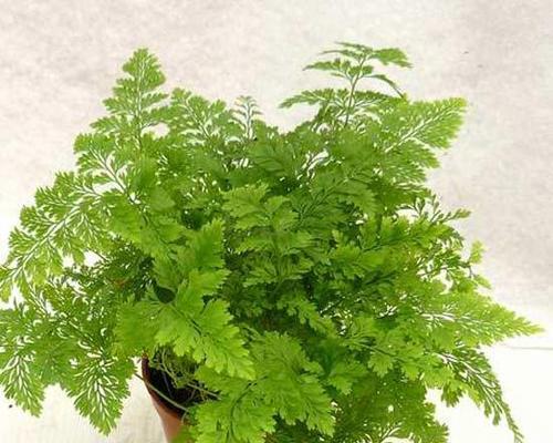 乌蕨的栽培技术是什么？如何正确栽培？