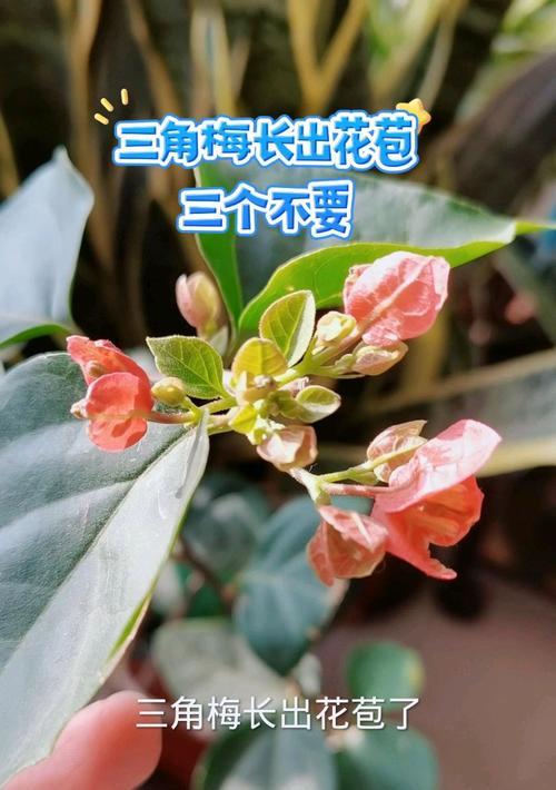 三角梅不开花怎么办？如何有效打通花苞？
