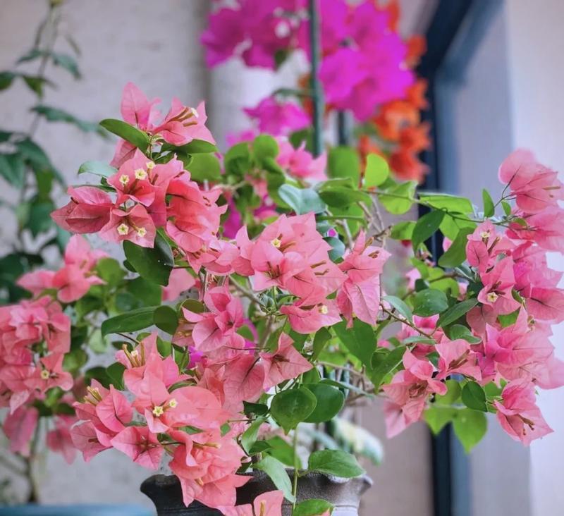 三角梅不开花怎么办？如何有效打通花苞？