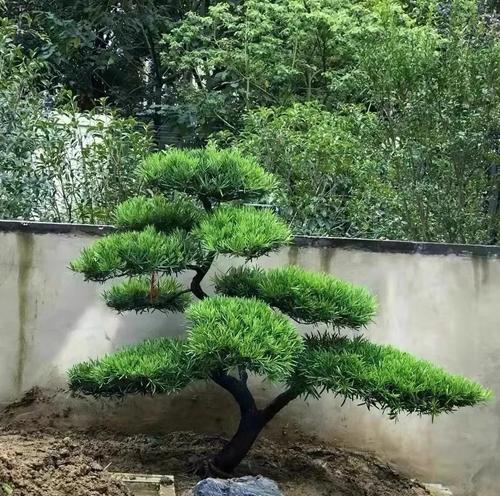 大伯传授盆景制作技巧有哪些？