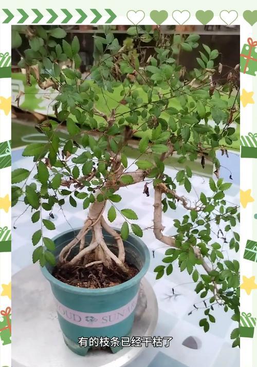 大伯传授盆景制作技巧有哪些？