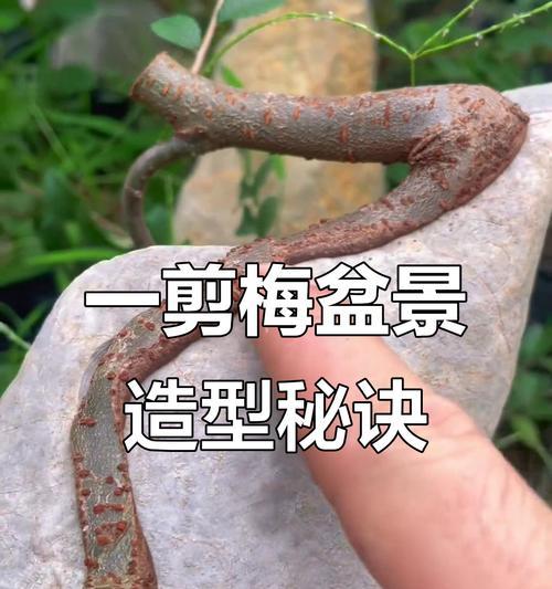 大伯传授盆景制作技巧有哪些？