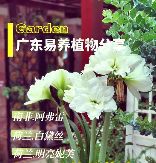 南非朱顶红施肥的正确方法是什么？使用什么肥料最适宜？