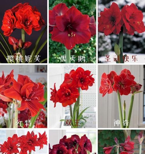 南非朱顶红施肥的正确方法是什么？使用什么肥料最适宜？