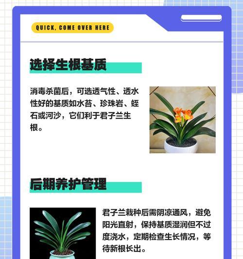 君子兰修剪到根部的技巧是什么？如何正确修剪？