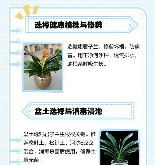 君子兰修剪到根部的技巧是什么？如何正确修剪？