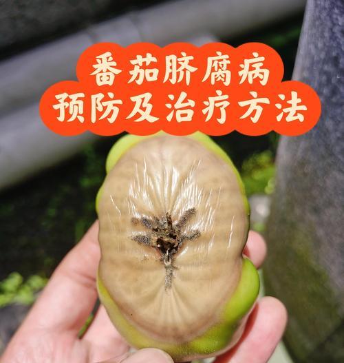 番茄宝贝叶子发黄的解决方法是什么？