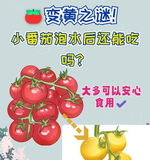 番茄宝贝叶子发黄的解决方法是什么？
