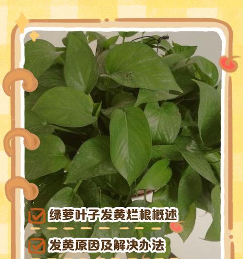 绿萝叶子不发黄保持绿油油的秘诀是什么？